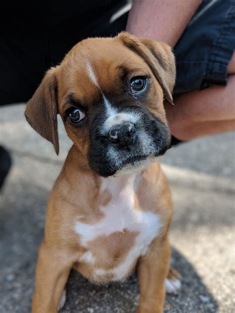 Donna Capps. . Boxer puppies 400